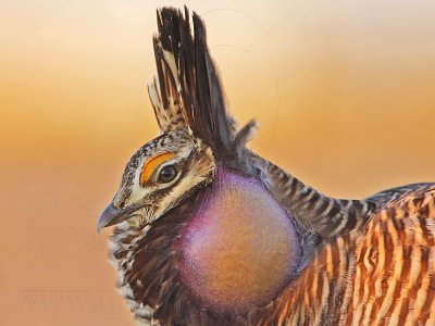 _MG_5431 Attwater's Prairie-Chicken.jpg