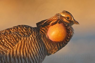 _MG_5594 Attwater's Prairie-Chicken.jpg