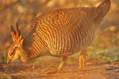 _MG_5962 Attwater's Prairie-Chicken.jpg