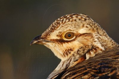 _MG_6202 Attwater's Prairie-Chicken.jpg