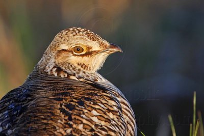 _MG_6209 Attwater's Prairie-Chicken.jpg