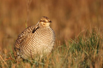 _MG_6266 Attwater's Prairie-Chicken.jpg