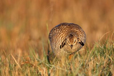 _MG_6274 Attwater's Prairie-Chicken.jpg