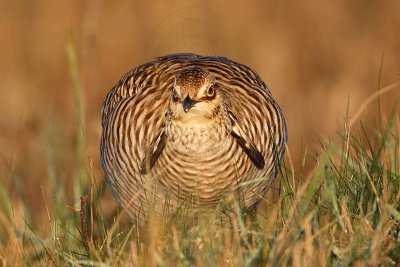 _MG_6277 Attwater's Prairie-Chicken.jpg