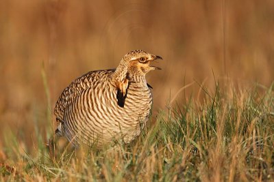 _MG_6300 Attwater's Prairie-Chicken.jpg