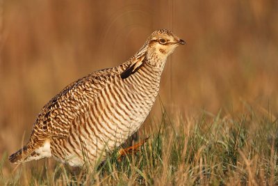 _MG_6310 Attwater's Prairie-Chicken.jpg