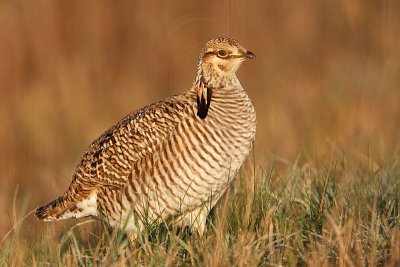 _MG_6312 Attwater's Prairie-Chicken.jpg