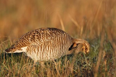 _MG_6337 Attwater's Prairie-Chicken.jpg