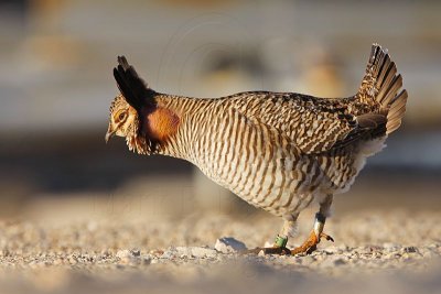 _MG_6678 Attwater's Prairie-Chicken.jpg