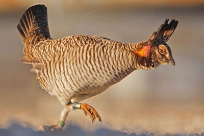 _MG_6777 Attwater's Prairie-Chicken.jpg