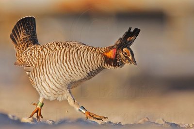 _MG_6779 Attwater's Prairie-Chicken.jpg