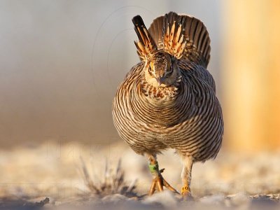 _MG_6838 Attwater's Prairie-Chicken.jpg