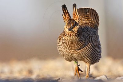 _MG_6840 Attwater's Prairie-Chicken.jpg