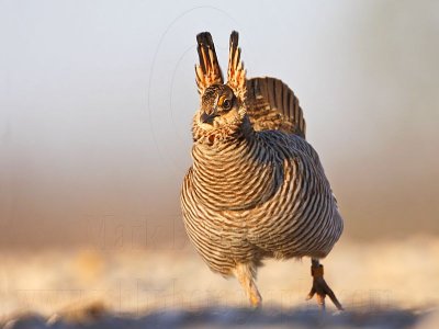 _MG_6846 Attwater's Prairie-Chicken.jpg