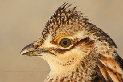 _MG_6880 Attwater's Prairie-Chicken.jpg