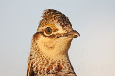 _MG_6900 Attwater's Prairie-Chicken.jpg