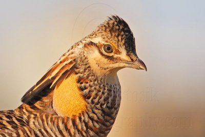 _MG_6922 Attwater's Prairie-Chicken.jpg