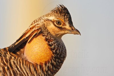 _MG_7011 Attwater's Prairie-Chicken.jpg