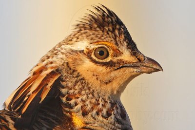 _MG_7025 Attwater's Prairie-Chicken.jpg