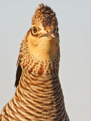 _MG_7078 Attwater's Prairie-Chicken.jpg