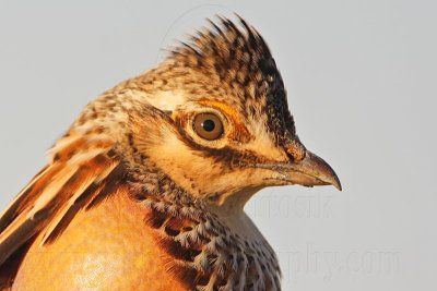 _MG_7102 Attwater's Prairie-Chicken.jpg