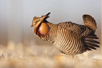 Quiz 4 - answer: Attwater's Prairie-Chicken male's sounds