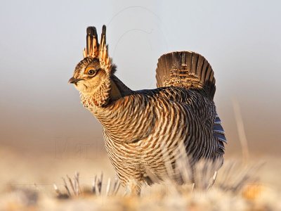 _MG_7128 Attwater's Prairie-Chicken.jpg