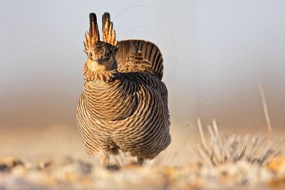 _MG_7129 Attwater's Prairie-Chicken.jpg