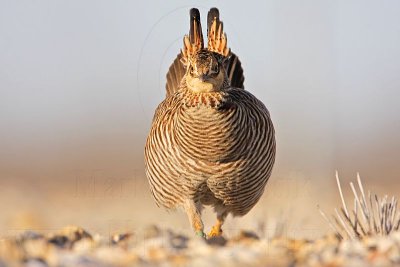 _MG_7131 Attwater's Prairie-Chicken.jpg