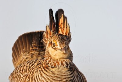 _MG_7137 Attwater's Prairie-Chicken.jpg