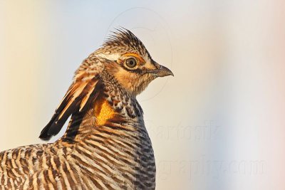 _MG_7149 Attwater's Prairie-Chicken.jpg