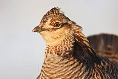 _MG_7158 Attwater's Prairie-Chicken.jpg