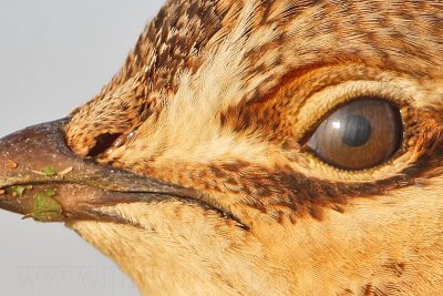 _MG_7172crop Attwater's Prairie-Chicken.jpg