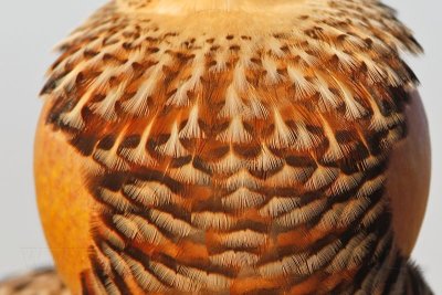 _MG_7193 Attwater's Prairie-Chicken.jpg