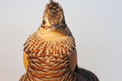 _MG_7258 Attwater's Prairie-Chicken.jpg