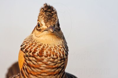 _MG_7259 Attwater's Prairie-Chicken.jpg