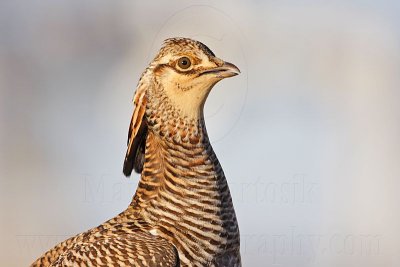 _MG_7350 Attwater's Prairie-Chicken.jpg