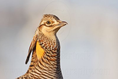 _MG_7351 Attwater's Prairie-Chicken.jpg