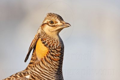 _MG_7352 Attwater's Prairie-Chicken.jpg