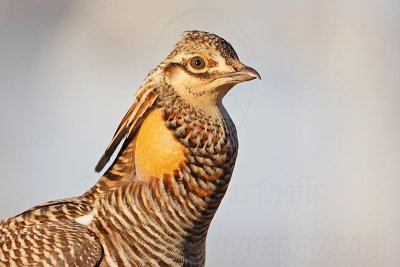 _MG_7354 Attwater's Prairie-Chicken.jpg