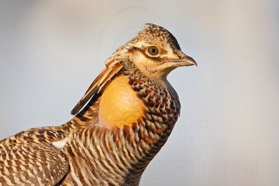 _MG_7356 Attwater's Prairie-Chicken.jpg