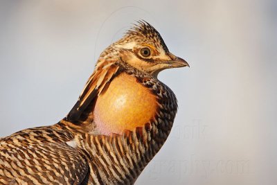 _MG_7360 Attwater's Prairie-Chicken.jpg