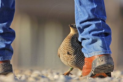 _MG_7384 Attwater's Prairie-Chicken.jpg