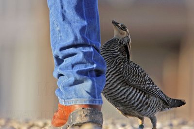 _MG_7388 Attwater's Prairie-Chicken.jpg
