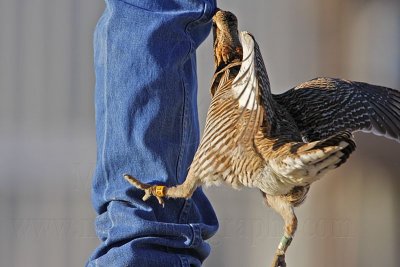 _MG_7393 Attwater's Prairie-Chicken.jpg