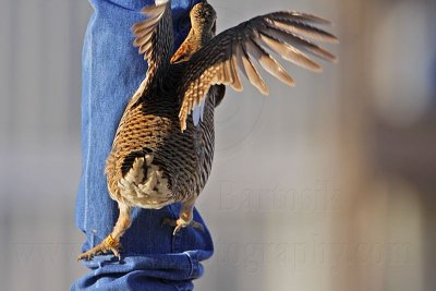 _MG_7394 Attwater's Prairie-Chicken.jpg