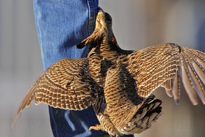 _MG_7397 Attwater's Prairie-Chicken.jpg