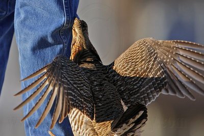 _MG_7399 Attwater's Prairie-Chicken.jpg