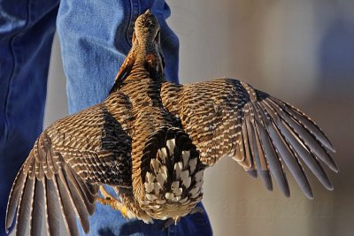 _MG_7400 Attwater's Prairie-Chicken.jpg