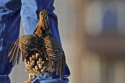 _MG_7401 Attwater's Prairie-Chicken.jpg